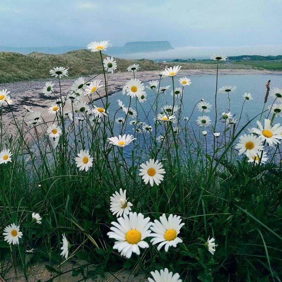 Atlantic Way B&B Grange  Eksteriør bilde